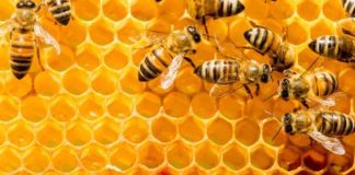 bees hive orange