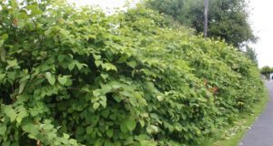 Figure 7. Japanese Knotweed has become quite widespread throughout the country in recent years. Biodiversity Maps is allowing stakeholders to inform policy and decision-making from the local to the national level in response to the threat posed by invasive species.