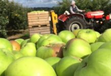 apple tractor