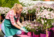 Garden center woman worker kneeling by pink potted flowers sunny