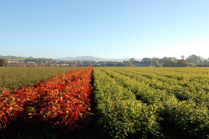 Oak Plants BT Nursery Coillte