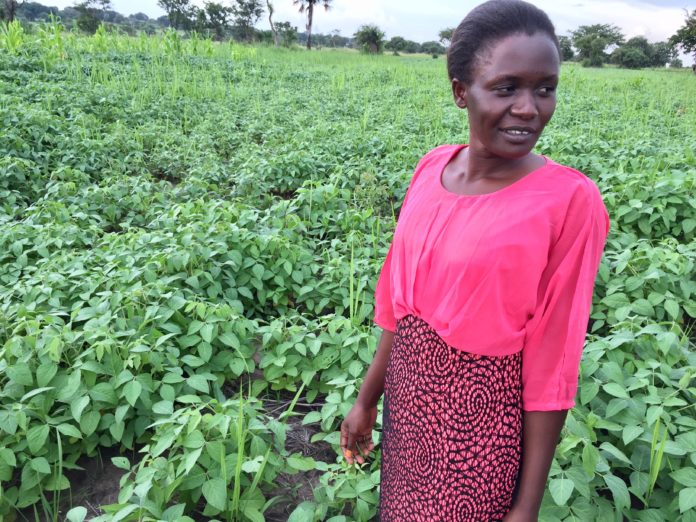 GOAL – Uganda: Stella Akwero at her GOAL-supported soybean garden in Northern Uganda. Credit: Thomas Hubert, Irish Farmers Journal.