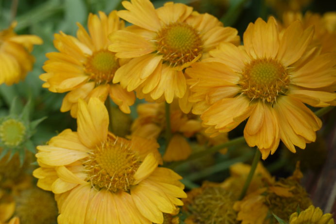 Gaillardia Apricot Honey