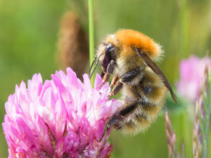 Large Carder bumblebee (Image credit: Leon van der Noll)