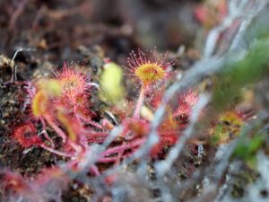 Round-leaved Sundew, Girley Big, Co. Meath (Image credit: Ben Malone)