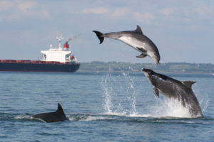 Book your place at our workshop taking place next July on ‘Live strandings and the identification of Ireland’s cetaceans (in conjunction with the Irish Whale and Dolphin Group)’. (Image credit: Simon Berrow)