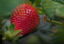 Come strawberry picking with robots-BBC News