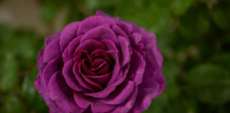 Rose ‘Timeless Purple’ from Whartons Roses.jpg 1