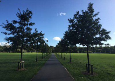 NEWLY PLANTED AVENUE OF TURKEY OAK (QUERCUS CERRIS) PLANTED IN THE BALLINCOLLIG REGIONAL PARK