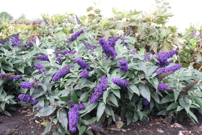 Buddleja davidii 'SMNBDBT' (ROCKETSTAR INDIGO)