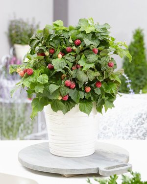 Rubus idaeus 'JDEBOER19' (BonBonBerry® Yummy)