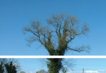 A cut image of a tree.