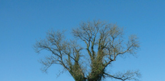 A cut image of a tree.