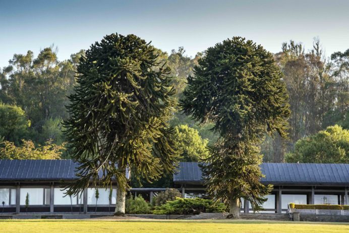 Araucaria araucana Monkey puzzle tree A