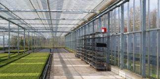 Cultivation of cypressus in a Dutch greenhouse