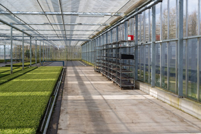 Cultivation of cypressus in a Dutch greenhouse