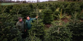 Minister of State for Food, Forestry and Horticulture Andrew Doyle with Dermot Page of Rathcon Christmas Tree Farm.