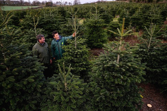 Minister of State for Food, Forestry and Horticulture Andrew Doyle with Dermot Page of Rathcon Christmas Tree Farm.