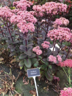 4. SEDUM ‘MATRONA’ – SPECIALLY BRED FOR AUTUMN FOLIAGE AND FLOWER AND AN IDEAL FILLER FOR THE BOUQUET MARKET.