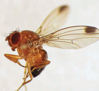 PHOTO 1: SPOTTED WING DROSOPHILA PHOTO BY MARTIN COOPER, UK VIA CREATIVE COMMONS