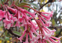 LEFT: THE FLOWER OF OUR MOST POPULARSPECIMEN PERENNIAL: VIBURNUM X BODNANTENSE