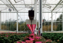 New led lights for strawberry research