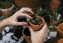 5 Signs You Are Suited to Horticulture