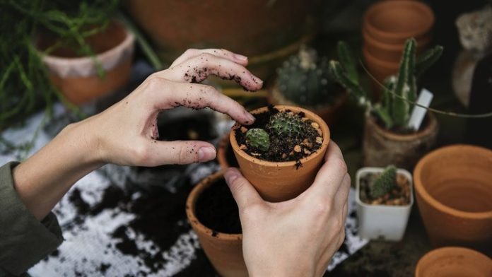 5 Signs You Are Suited to Horticulture