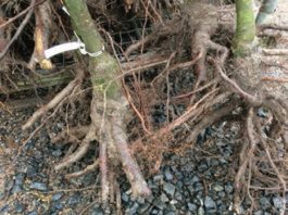 POOR QUALITY TWO TIMES TRANSPLANTED TILLIA ROOTS