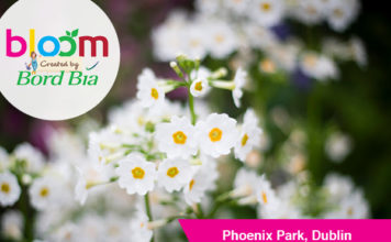 Bloom 2019 open day