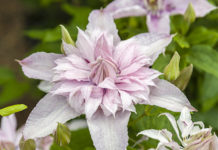 Clematis 'ST17333’ (Multi Pink), submitted by Van der Starre from Boskoop, has been voted Best Novelty at Garden Trials and Trade 2019.