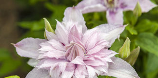 Clematis 'ST17333’ (Multi Pink), submitted by Van der Starre from Boskoop, has been voted Best Novelty at Garden Trials and Trade 2019.