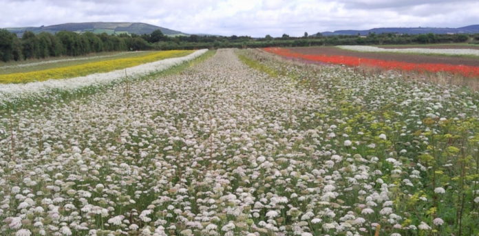 wildflower field