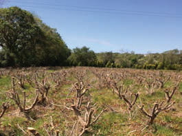 Coppiced plantation of Eucalyptus grown for cut foliage in Co. Kerry