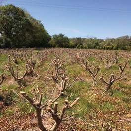 Coppiced plantation of Eucalyptus grown for cut foliage in Co. Kerry