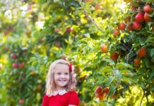 Little girl picking apples in fruit garden