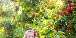 Little girl picking apples in fruit garden