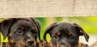 2 Blackbrown puppies fence (002)-603x400