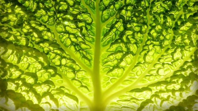 A green lettuce