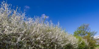 A flowering blackthorn hedge, one of the natural events the National Biodiversity Data Centre are hoping farmers will report each year. Source: Allan Drewitt