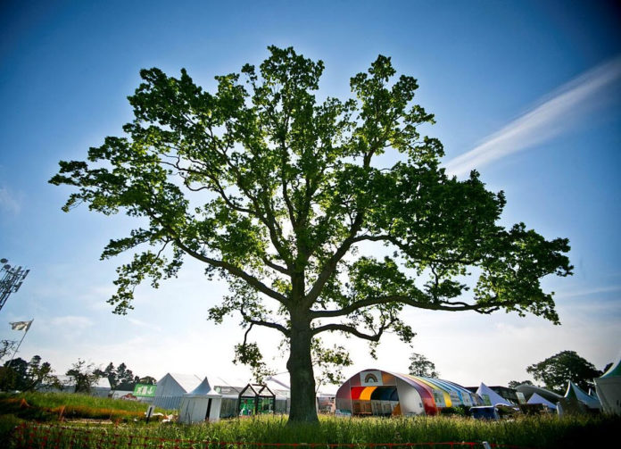 An image of a tree at Bloom Festival.