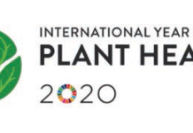 IYPH 2020-logo