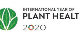 IYPH 2020-logo