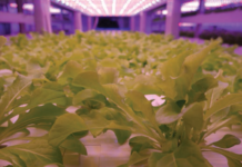 An image of crops growing indoors
