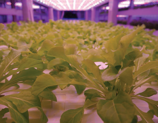 An image of crops growing indoors