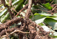 RHIZOBIUM IS ONE OF THREE NITROGEN-FIXING BACTERIA INCLUDED IN EU FERTILISER REGULATION THAT WILL COME INTO FORCE IN 2021