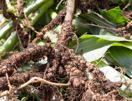 RHIZOBIUM IS ONE OF THREE NITROGEN-FIXING BACTERIA INCLUDED IN EU FERTILISER REGULATION THAT WILL COME INTO FORCE IN 2021