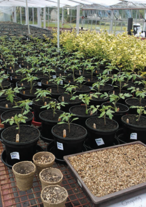 PHOTO 5 - TOMATO PLANTS SET UP FOR TREATMENT DURING TESTING