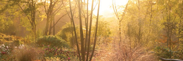 An image of plants and trees