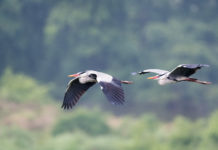 grey heron in flight, ardea cinerea